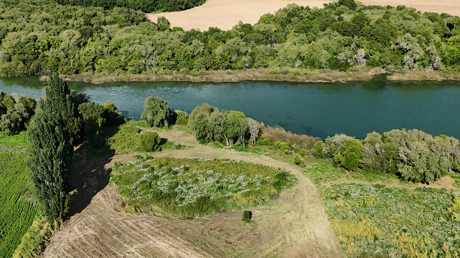 Terreno con bosque